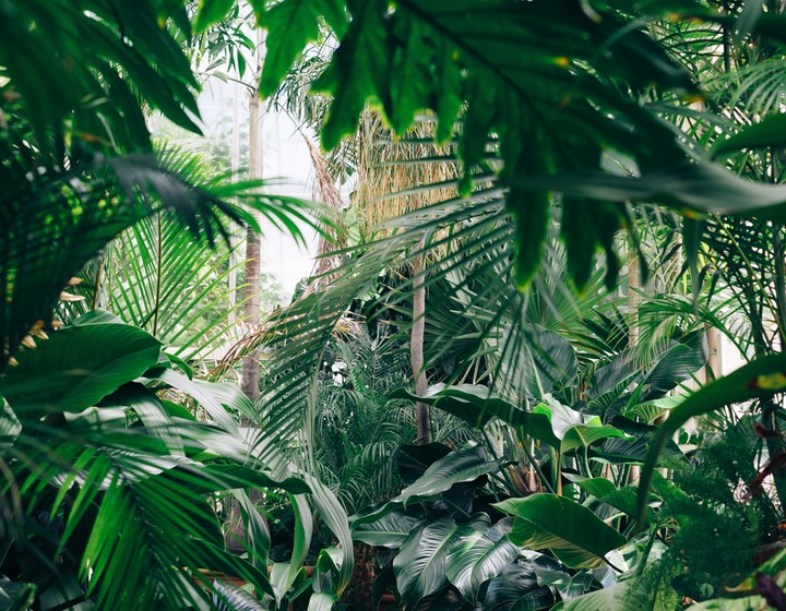 Greenery